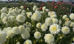 News image: Klaar voor kleur? CNB Dahliashowtuin open vanaf a.s. donderdag!